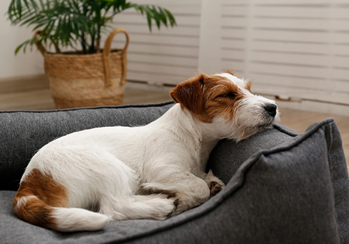 4 Tips To Teach You To Train Dogs Not To Dig Dog Beds