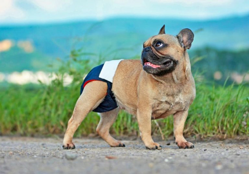 What You Need To Know about Dog Diapers