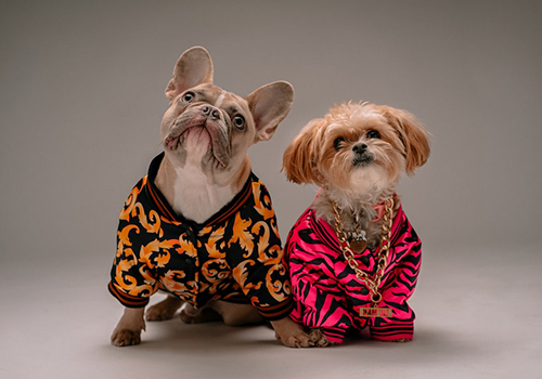 Why Do People Like To Dress Their Pet Dogs?